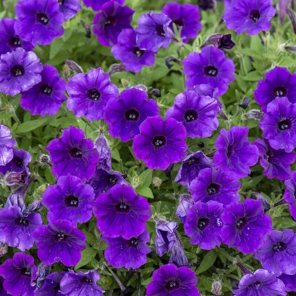 Petunia 'Bubbles Violet Blue' – kwiatostan
